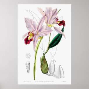 Vintage Botanical Illustration Poster