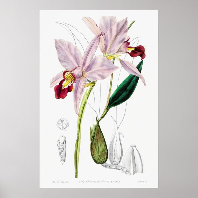 Vintage Botanical Illustration Poster (Front)