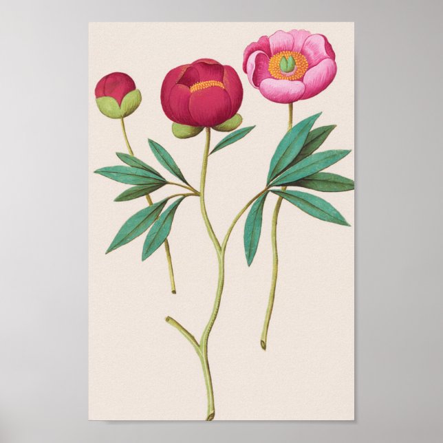 Vintage Botanical Illustration Poster (Front)