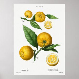 Vintage Botanical Illustration Poster