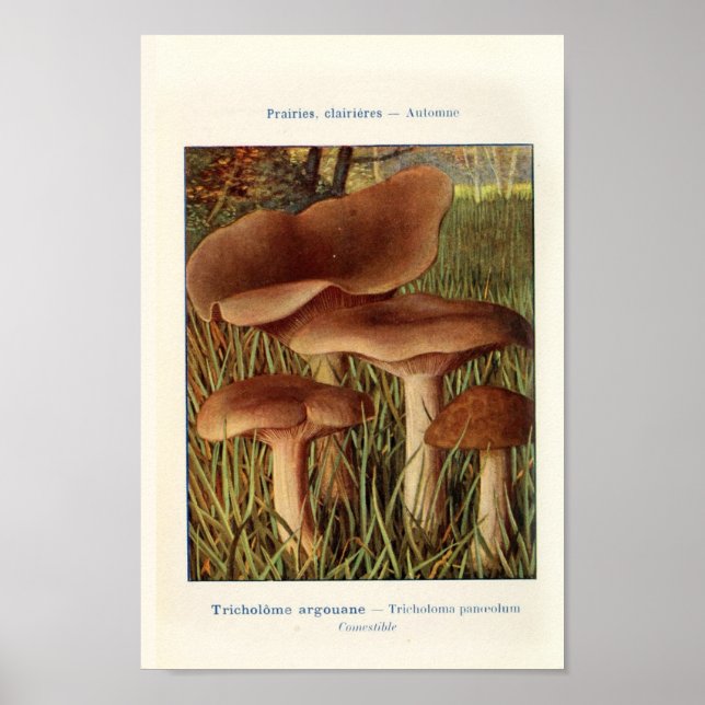 Vintage Botanical Illustration Poster (Front)