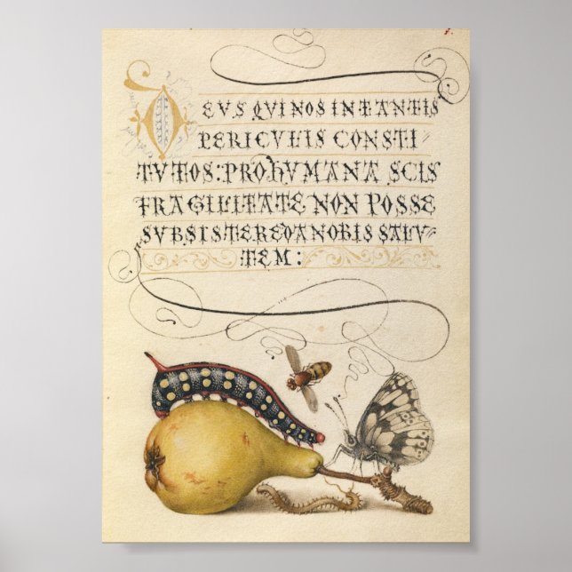 Vintage Botanical Illustration Poster (Front)