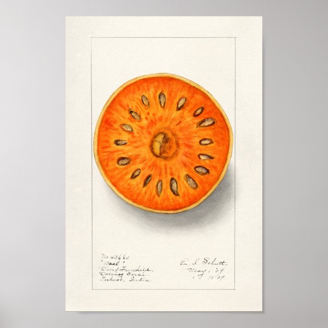 Vintage Botanical Illustration Poster (Front)