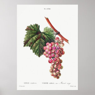 Vintage Botanical Illustration Poster