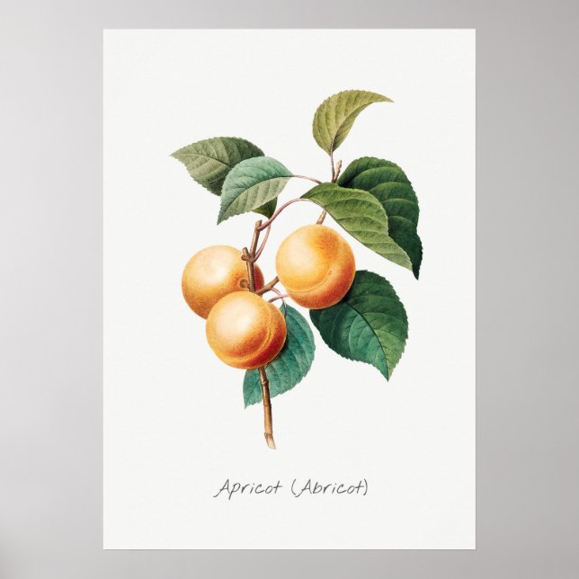 Vintage Botanical Illustration Poster (Front)