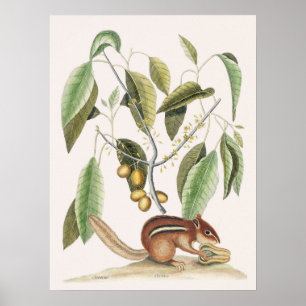 Vintage Botanical Illustration Poster