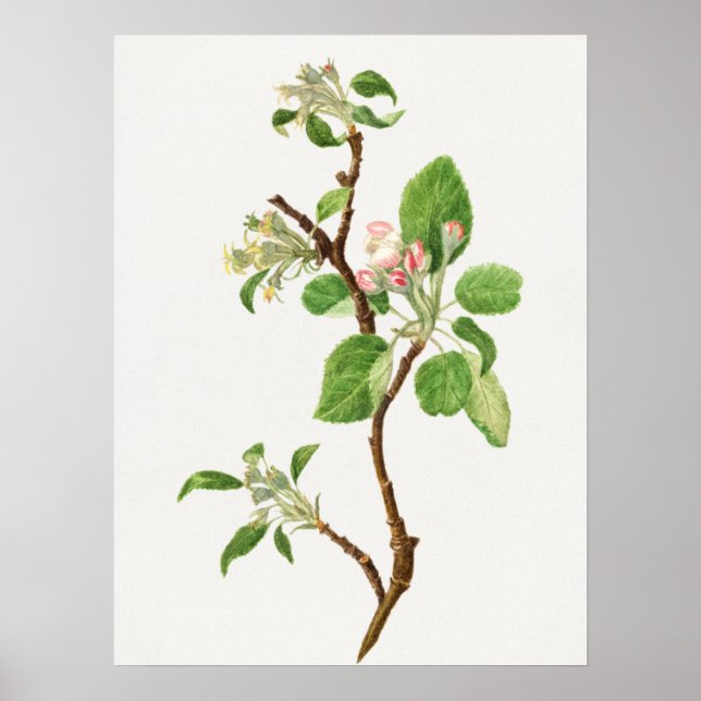 Vintage Botanical Illustration Poster (Front)