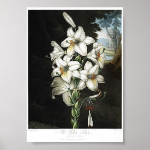 Vintage Botanical Illustration Poster