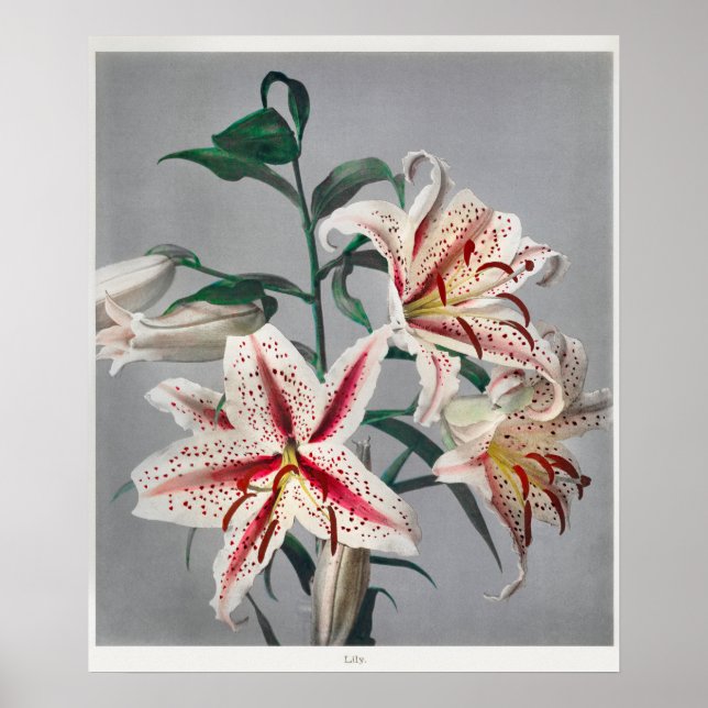 Vintage Botanical Illustration Poster (Front)