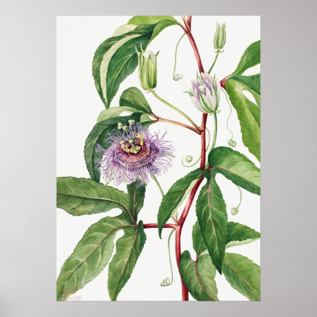 Vintage Botanical Illustration Poster (Front)