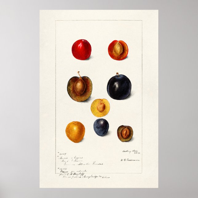Vintage Botanical Illustration Poster (Front)