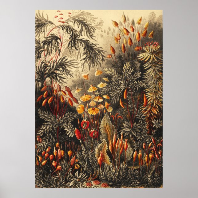 Vintage Botanical Illustration Poster (Front)
