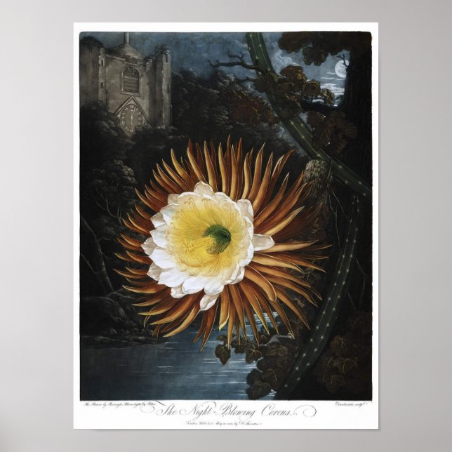 Vintage Botanical Illustration Poster (Front)