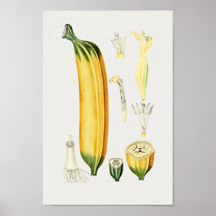 Vintage Botanical Illustration Poster