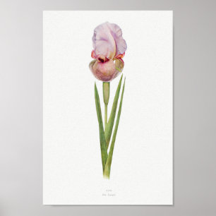 Vintage Botanical Illustration Poster
