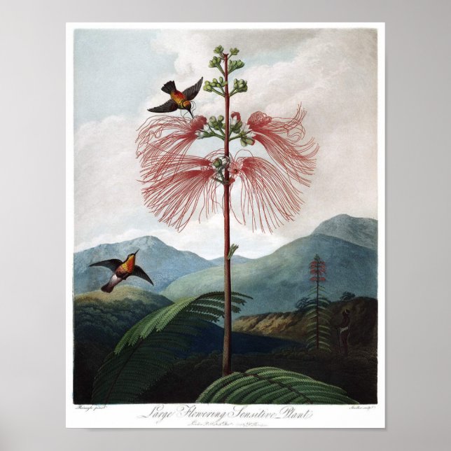 Vintage Botanical Illustration Poster (Front)