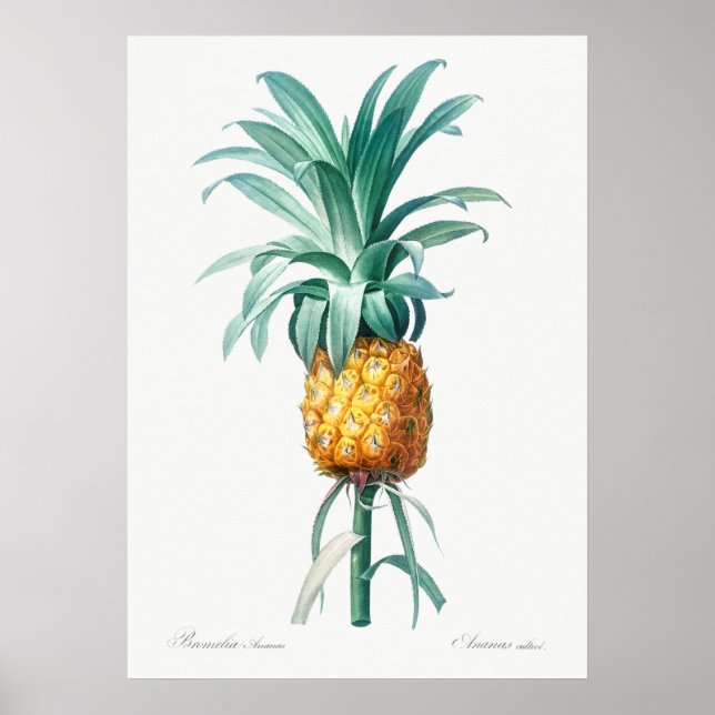Vintage Botanical Illustration Poster (Front)