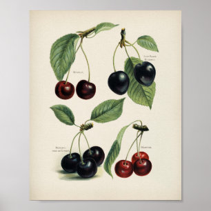 Vintage Botanical Illustration Poster