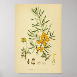 Vintage Botanical Illustration Poster