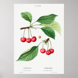 Vintage Botanical Illustration Poster