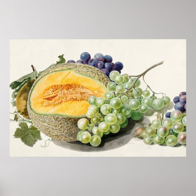 Vintage Botanical Illustration Poster (Front)