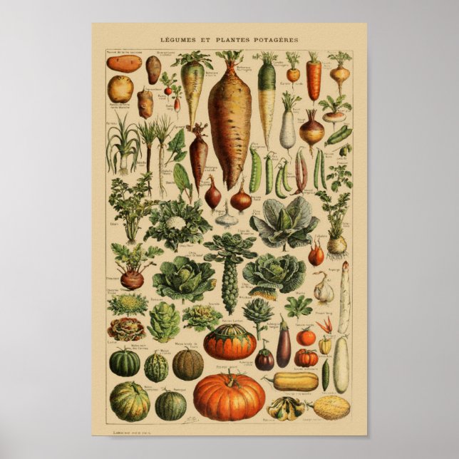 Vintage Botanical Illustration Poster (Front)