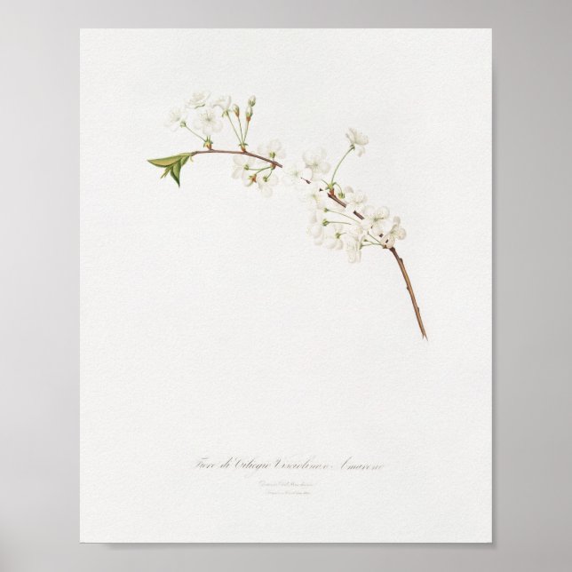 Vintage Botanical Illustration Poster (Front)