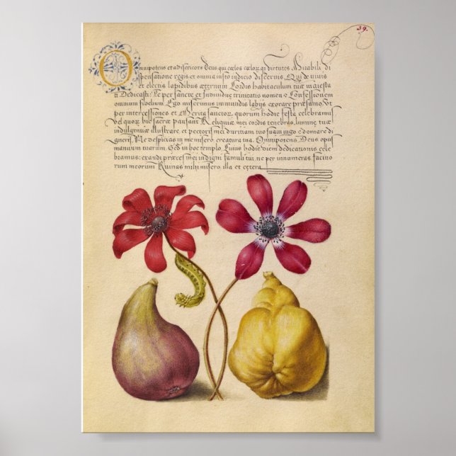 Vintage Botanical Illustration Poster (Front)