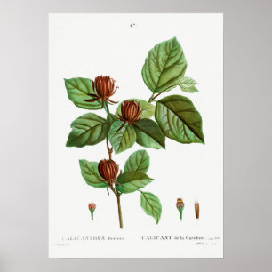 Vintage Botanical Illustration Poster