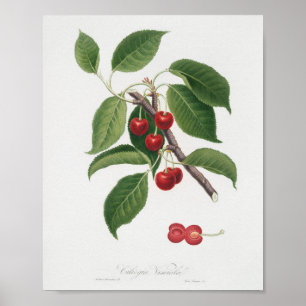 Vintage Botanical Illustration Poster