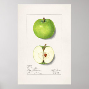 Vintage Botanical Illustration Poster