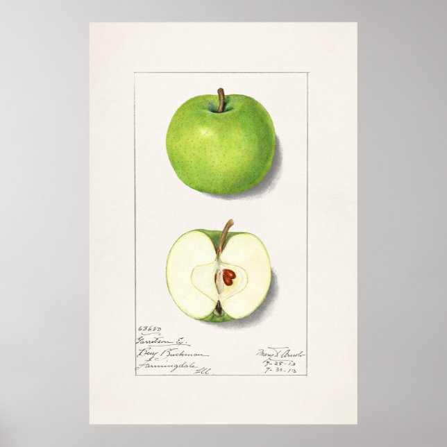 Vintage Botanical Illustration Poster (Front)