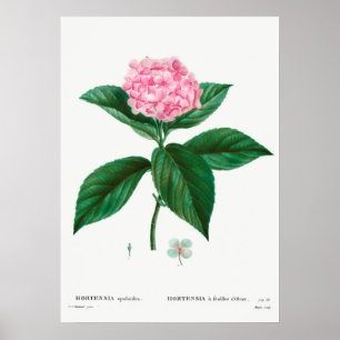Vintage Botanical Illustration Poster