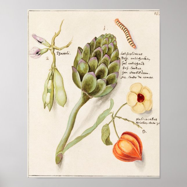 Vintage Botanical Illustration Poster (Front)