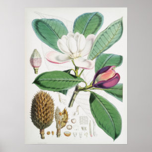 Vintage Botanical Illustration Poster