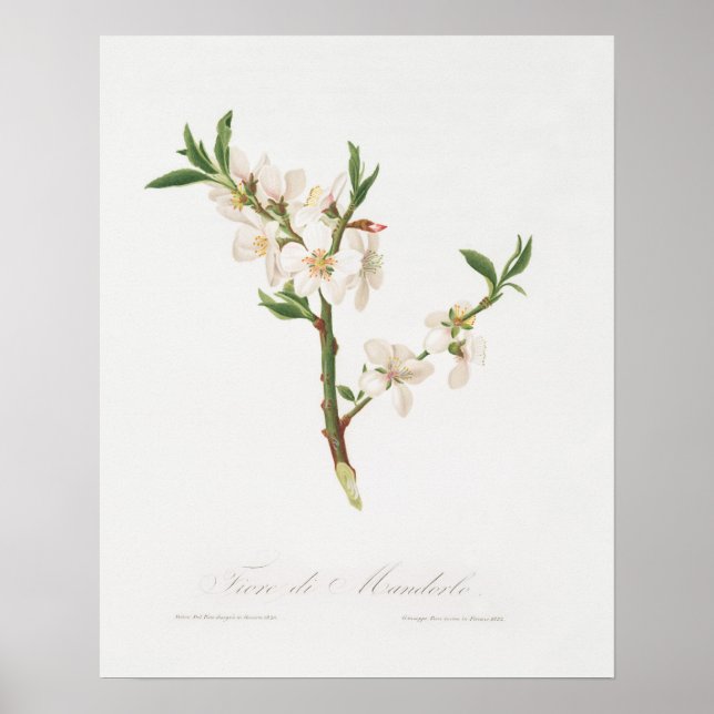 Vintage Botanical Illustration Poster (Front)