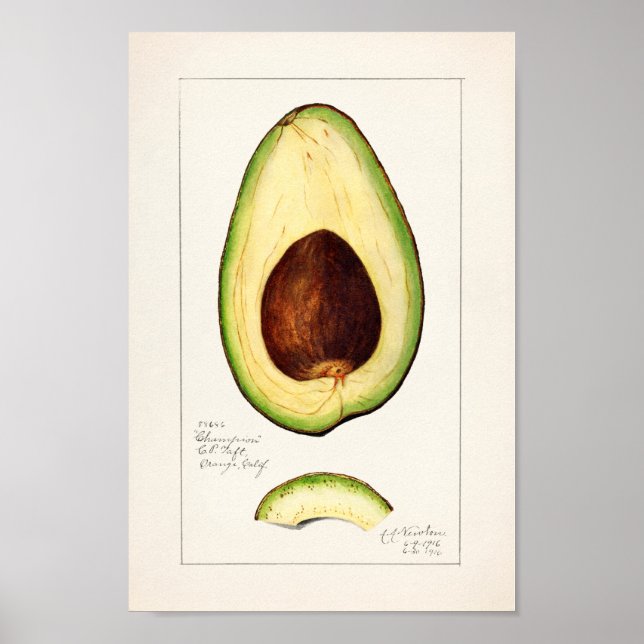 Vintage Botanical Illustration Poster (Front)