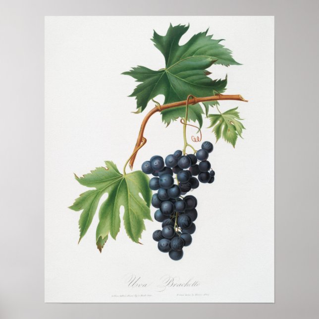 Vintage Botanical Illustration Poster (Front)