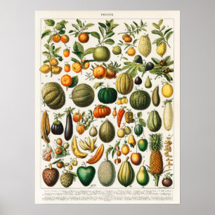 Vintage Botanical Illustration Poster