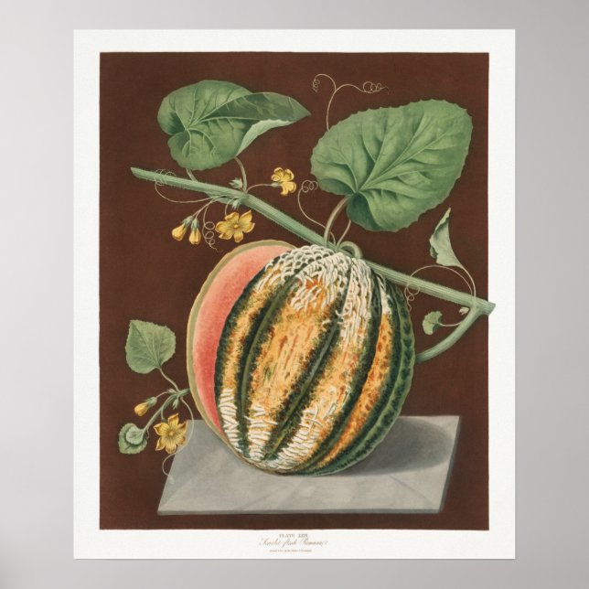Vintage Botanical Illustration Poster (Front)