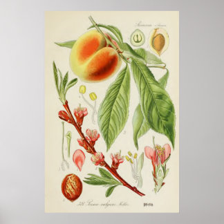 Vintage Botanical Illustration Poster