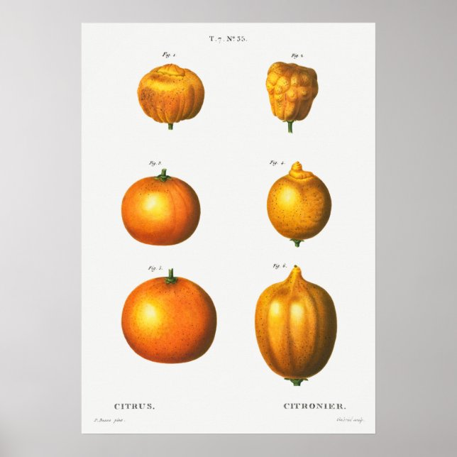 Vintage Botanical Illustration Poster (Front)