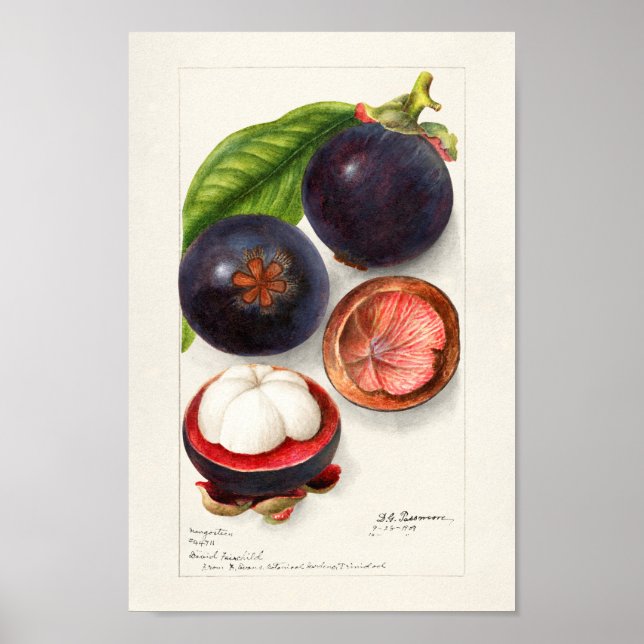 Vintage Botanical Illustration Poster (Front)