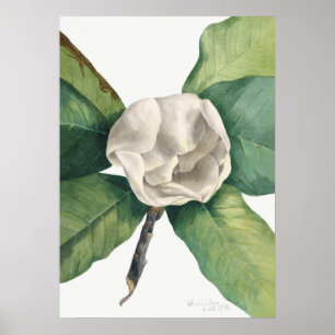 Vintage Botanical Illustration Poster