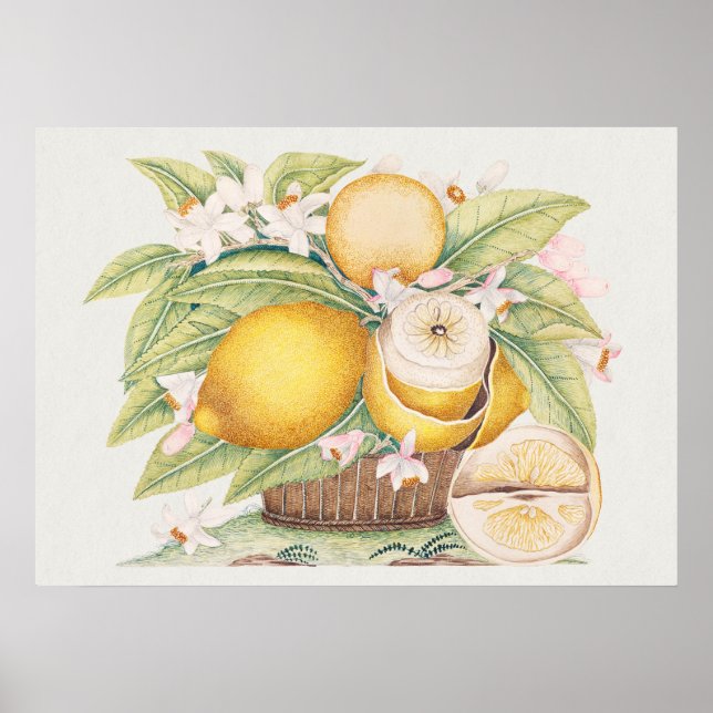 Vintage Botanical Illustration Poster (Front)