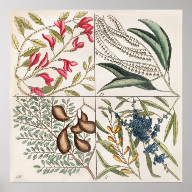 Vintage Botanical Illustration Poster (Front)