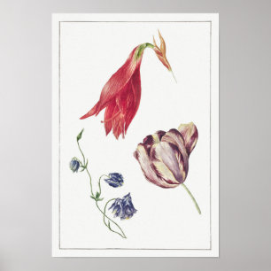 Vintage Botanical Illustration Poster