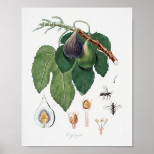 Vintage Botanical Illustration Poster