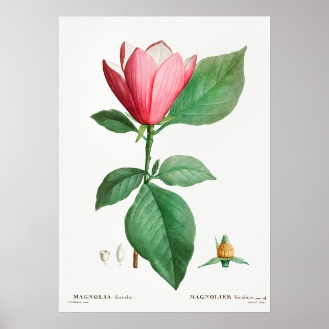Vintage Botanical Illustration Poster (Front)