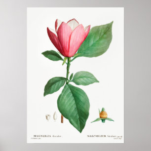 Vintage Botanical Illustration Poster